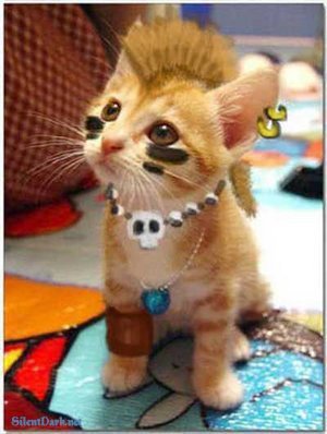 Punk_cat.jpg, 35 KB